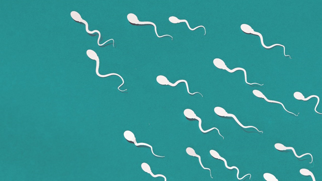 Sperm