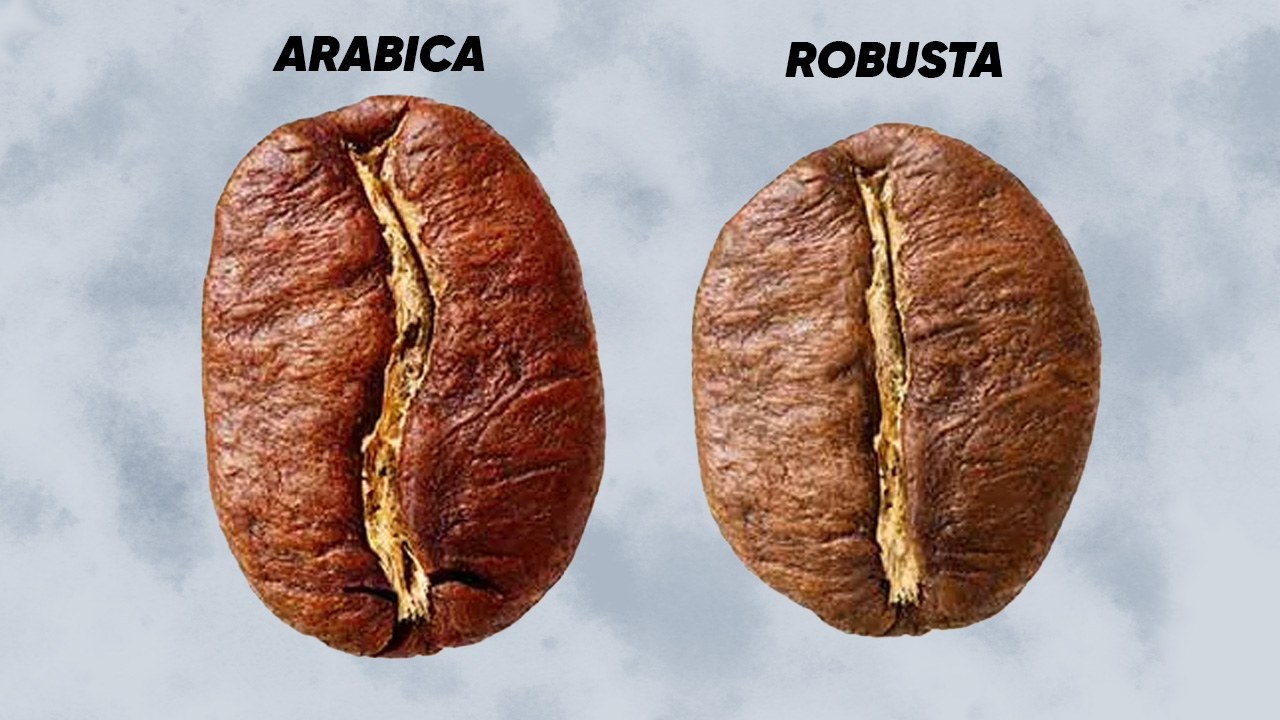 Arabica ve Robusta karşılaştırması