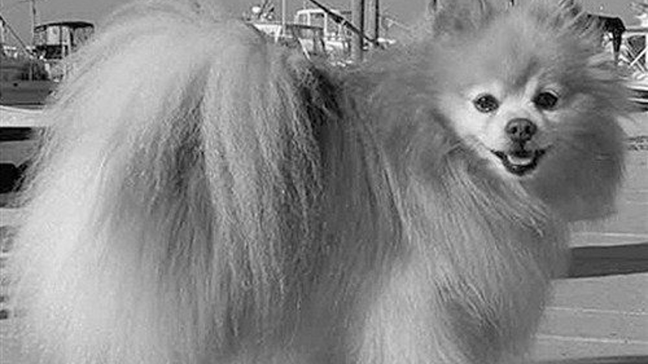 titanic'ten kurtulan pomeranian