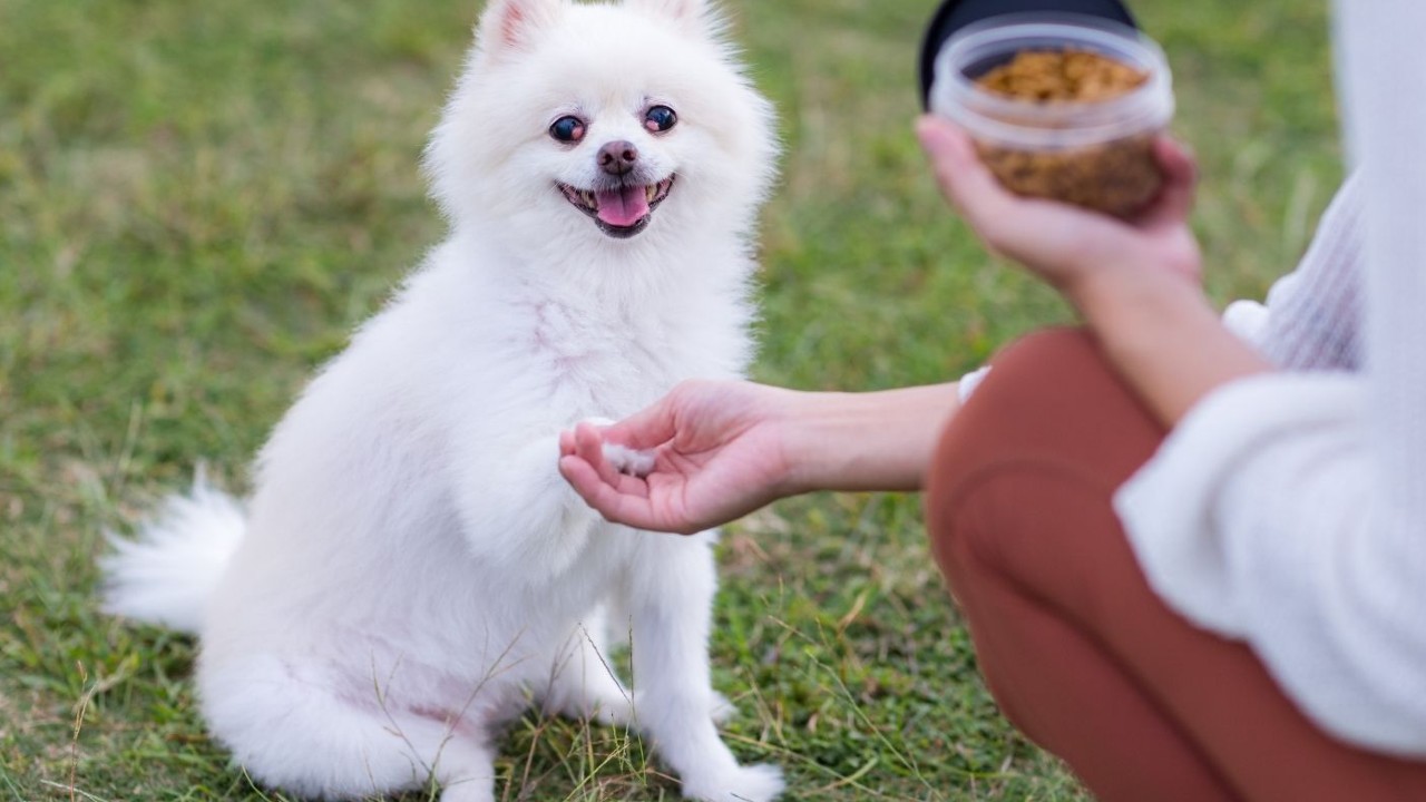 beyaz pomeranian