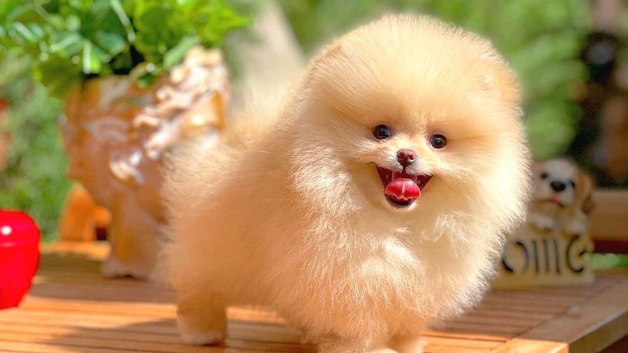 pomeranian