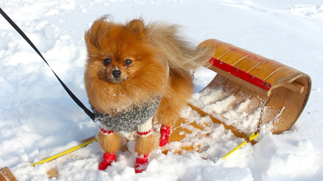 kızağın üstünde bir pomeranian