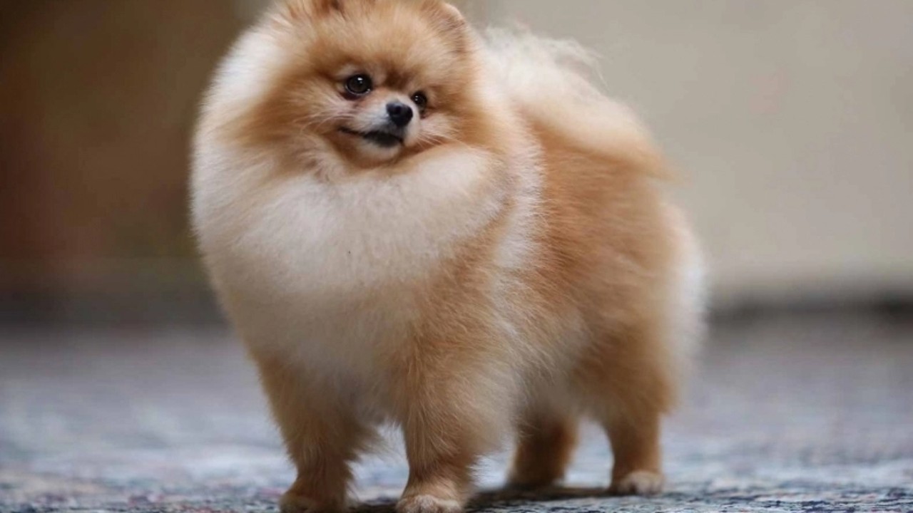 pomeranian