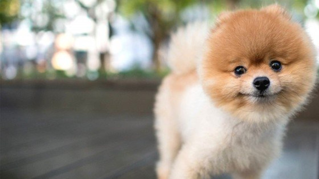 pomeranian