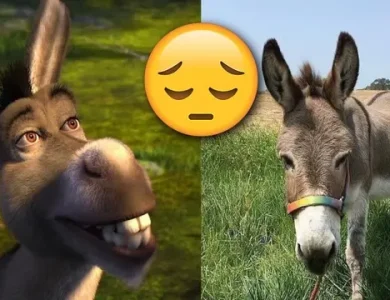 Shrek'teki Eşek'e İlham Veren Eşek Perry, Hayatını Kaybetti