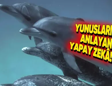 Google'dan Yunuslarla Konuşan Yapay Zekâ