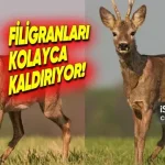 Google Gemini, Görsellerden Filigranları Kaldırabiliyor!