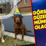 Gemini'a Kullanıcıları Büyük Uğraştan Kurtaracak Özellik Geliyor