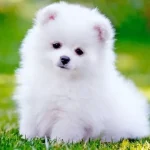 Köpek Havlamalarını Çevirebilen Yapay Zekâ Geliştirildi