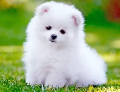 Köpek Havlamalarını Çevirebilen Yapay Zekâ Geliştirildi