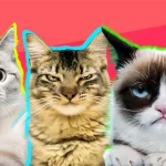 Kedilerin Ne Hissettiğini Yapay Zekâ Anlayabiliyor!