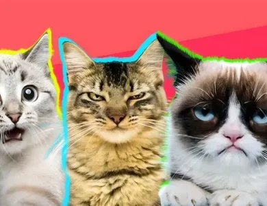 Kedilerin Ne Hissettiğini Yapay Zekâ Anlayabiliyor! 13 Kedilerin Ne Hissettiğini Yapay Zekâ Anlayabiliyor!