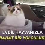 Evcil Hayvanla Seyahat Etmeden Önce Arabanızda Olması Gereken Ürünler