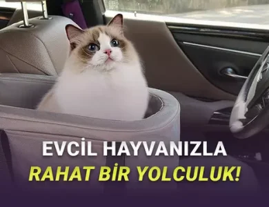 Evcil Hayvanla Seyahat Etmeden Önce Arabanızda Olması Gereken Ürünler