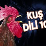 Yapay Zekâ ile Tavuk ve Horozların Sesleri Tercüme Edilecek